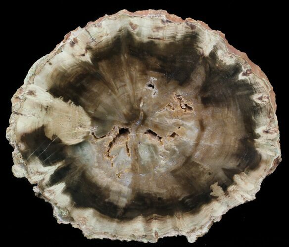 Woodworthia Petrified Wood Slab - Zimbabwe #41490